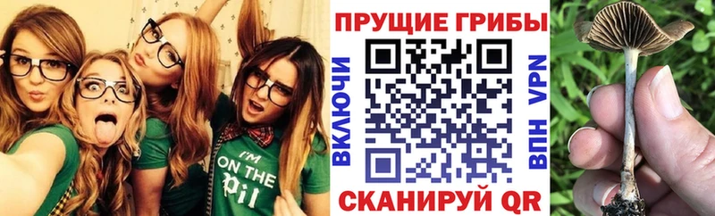 Галлюциногенные грибы Psilocybine cubensis  наркота  Полысаево 