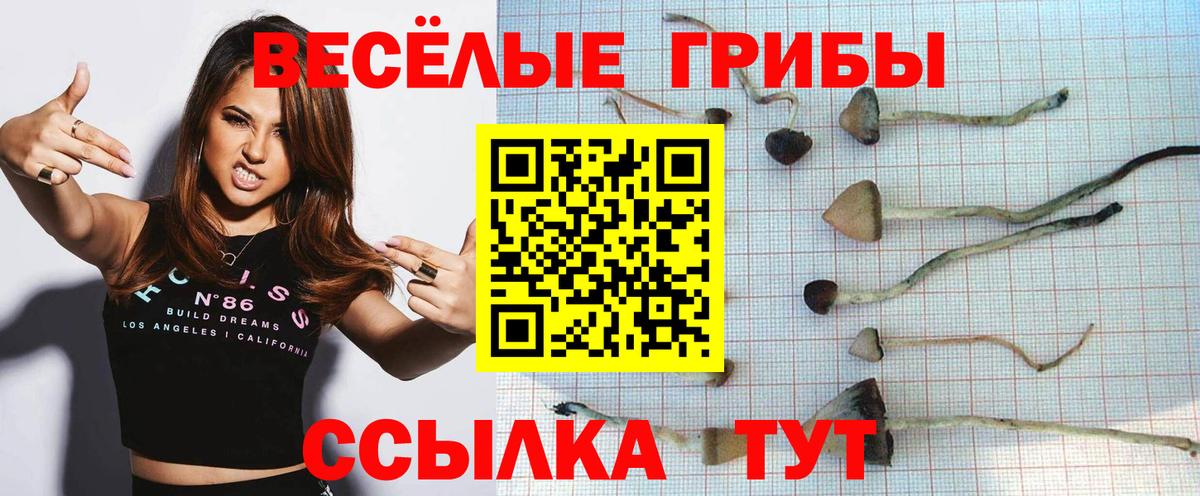 Галлюциногенные грибы Psilocybine cubensis Полысаево